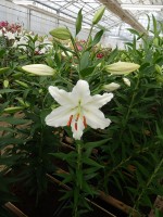 [4244 Rialto EVR No01.JPG]